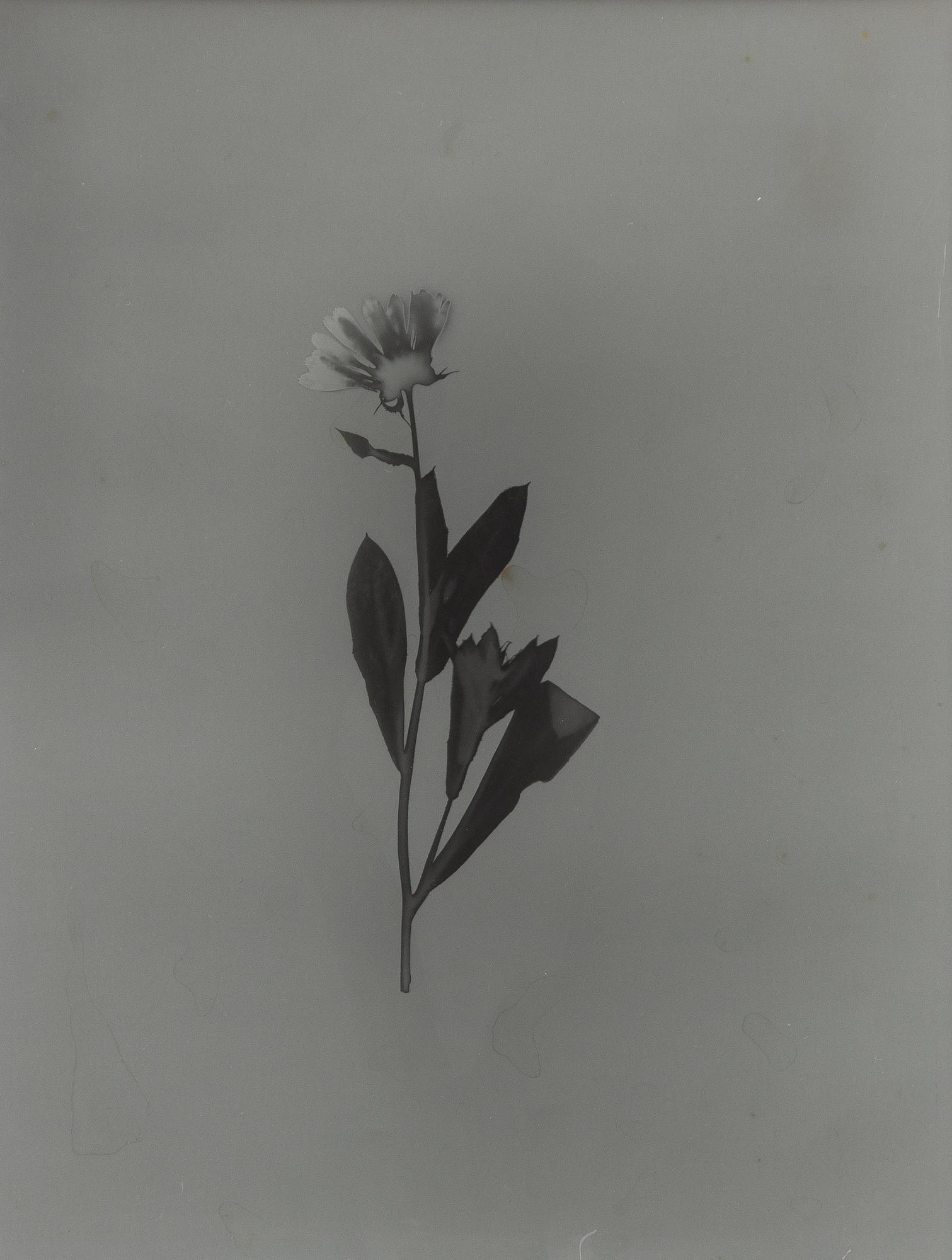 Ava Valsten, "Skammens och rodnadens blommor".