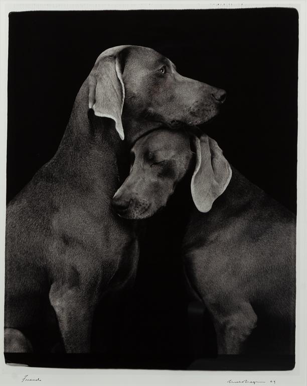 William Wegman, "Friends".