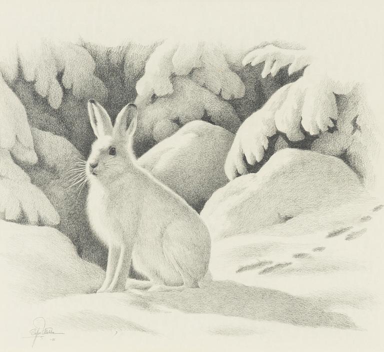 Staffan Ullström, Vinterhare.