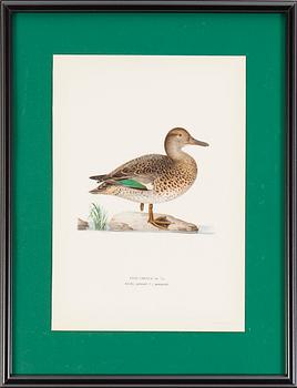 LITOGRAFISKA TRYCK, 6 st, ur M och W von Wrights "Svenska fåglar", A. Börtzells, Stockholm, 1917-29.