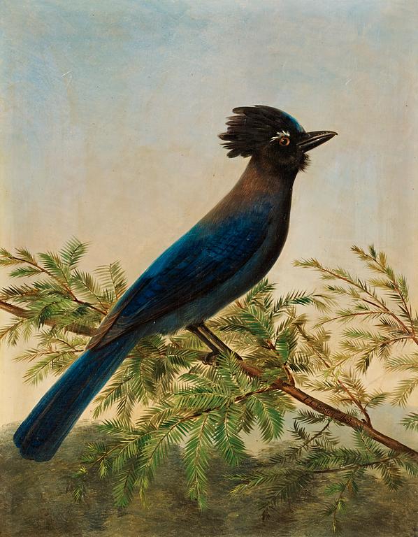 Johan Laurentz Jensen, "Steller's Jay" (Cyanocitta stelleri).