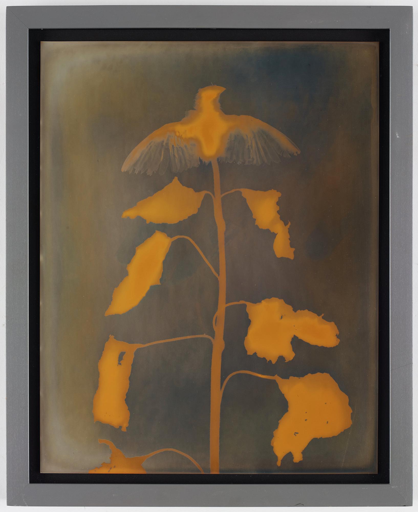 Adam Fuss, "Untitled (Red Bird, Red Leaves)", 1994.
