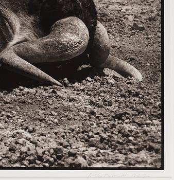 Nick Brandt, 'Lion and Wildebeest, Amboseli, 2012'.