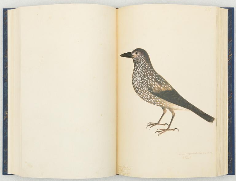 Olof Rudbeck d.y., 'Svenska fåglar (Swedish birds)'.