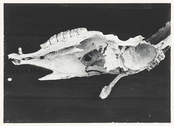 Dawid, Untitled, 1978.