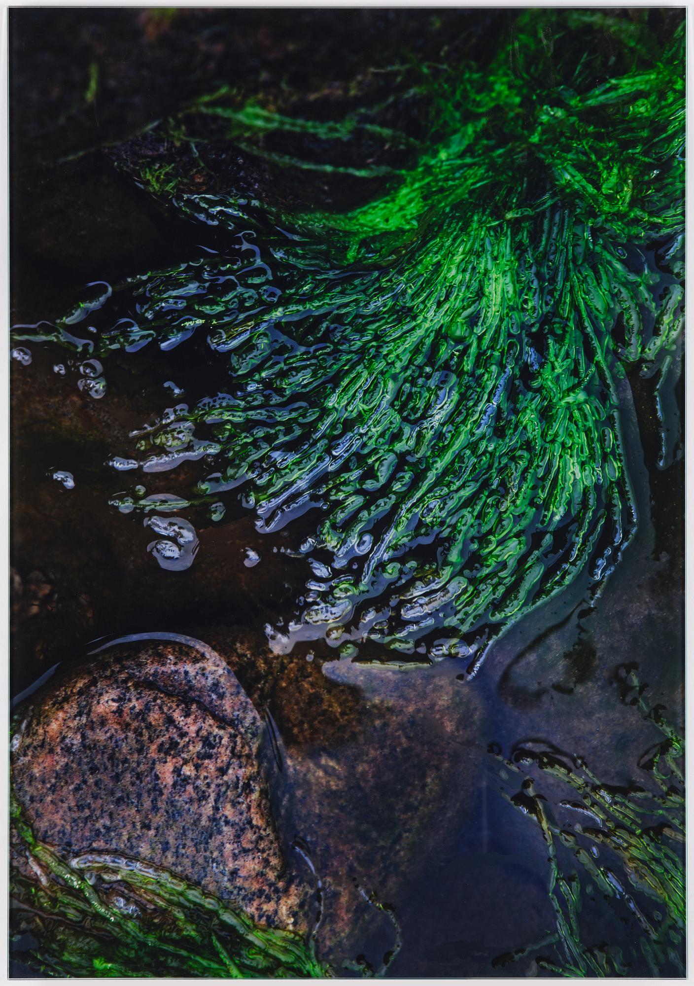 Lena Koller, "Tång", 2013.