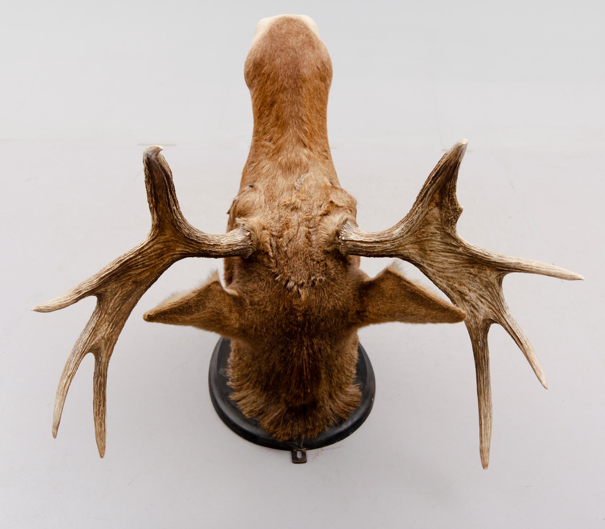 TAXIDERMI - Älg, 1900-tal.