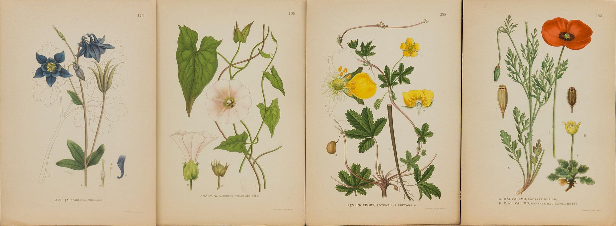 "Nordens flora", 100 pieces  by  C.A.M Lindman, A. Börtzells, Stockholm.