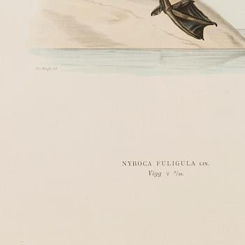 LITHOGRAPHS, 5 pcs, after Wilhelm von Wright and Bror Hallberg. A. Börtzell, Stockholm.