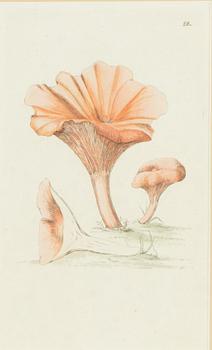 Twelve hand-coloured engravings, J.W. Palmstruch, from 'Svensk Botanik', 1802-1840.