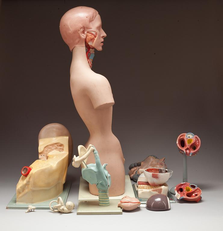 ANATOMISKA MODELLER, 5 st. 1900-talets andra hälft.