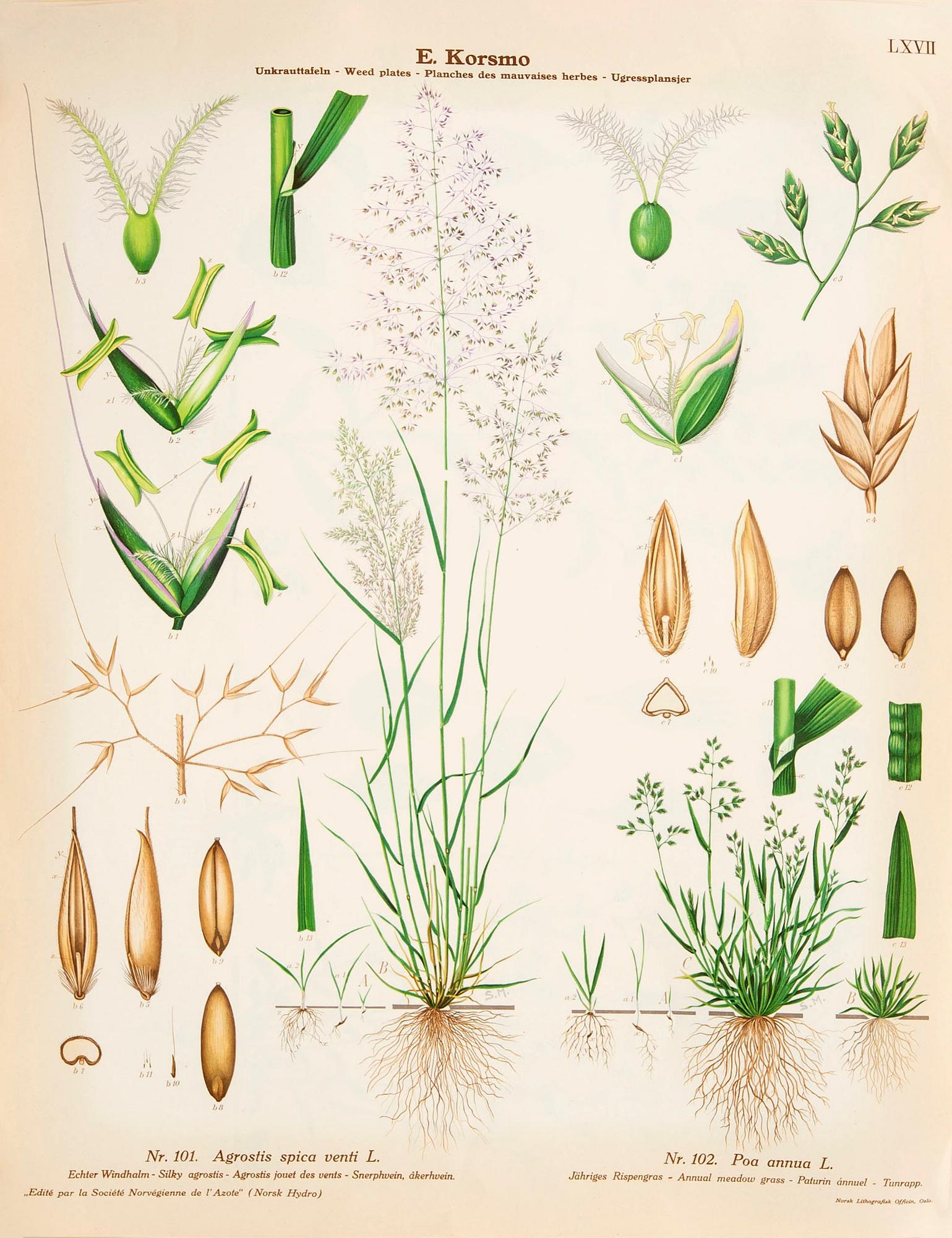 Emil Korsmo, 31 lithographic weed plates.