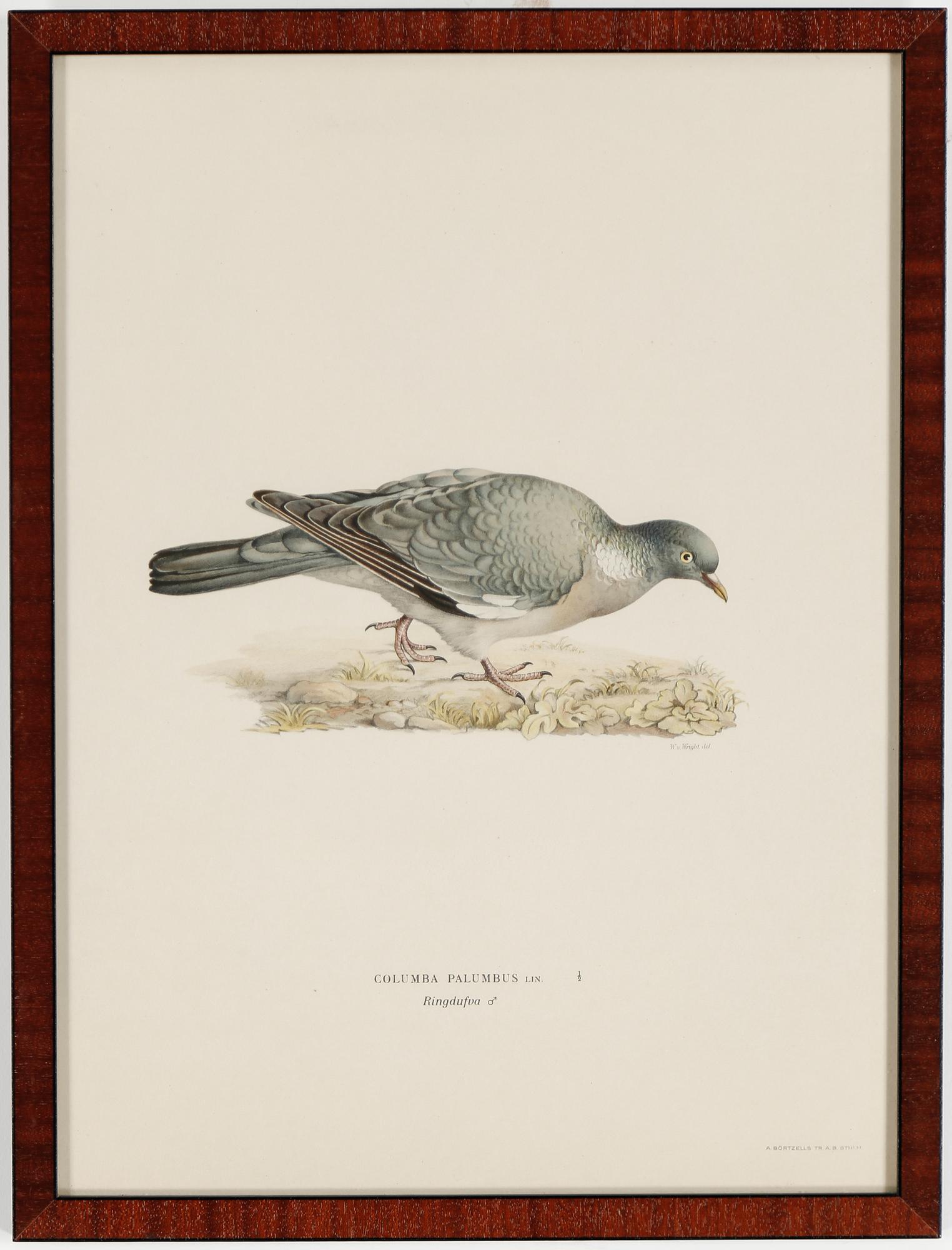 LITOGRAFIER, 15 stycken, ur "Svenska fåglar", Magnus och Wilhelm von Wright, A Börtzells, 1900-talets första hälft.