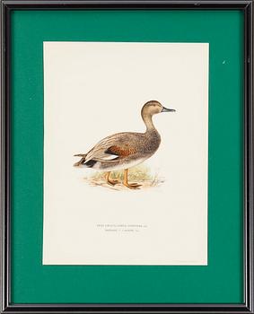 6 framed lithographic prints from brothers von Wrights "Svenska fåglar", A. Börtzells, Stockholm, 1917-29.