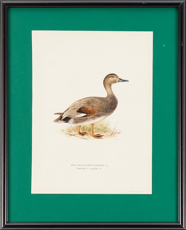 LITOGRAFISKA TRYCK, 6 st, ur M och W von Wrights "Svenska fåglar", A. Börtzells, Stockholm, 1917-29.