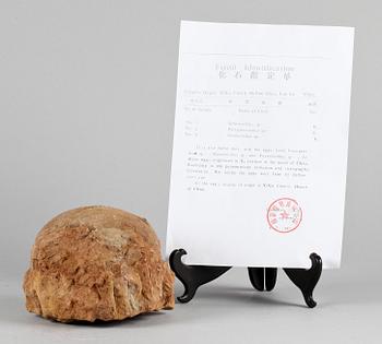 DINOSAURIEÄGG, fossil. Enligt intyg ca 65 milj år.