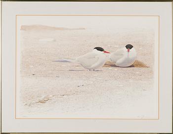 Lars Jonsson, Two birds.