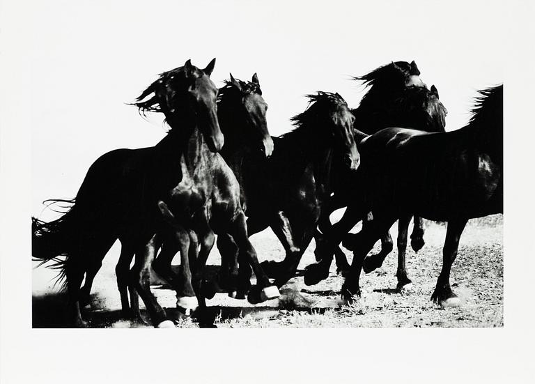 Camilla Åkrans, "Vildhästar".