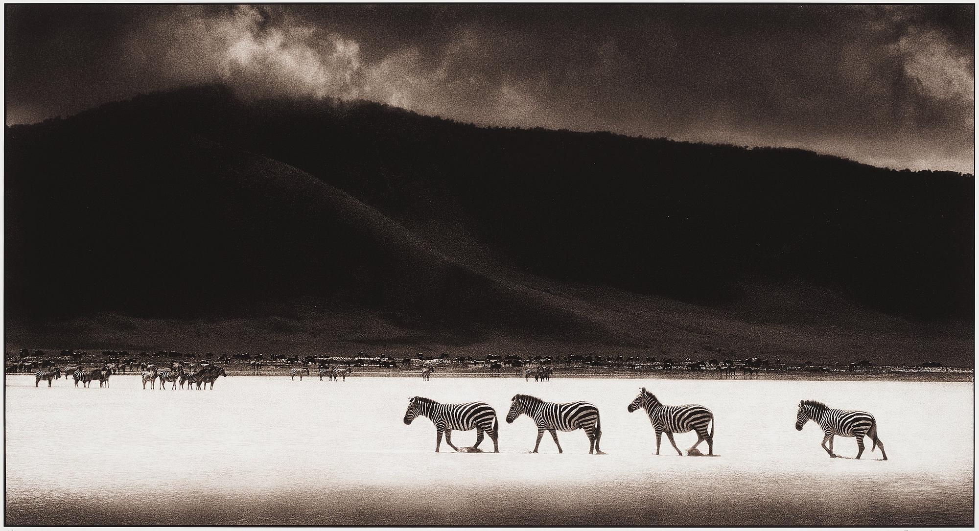 Nick Brandt, "Zebras Crossing Lake, Ngorongoro Crater, 2000".