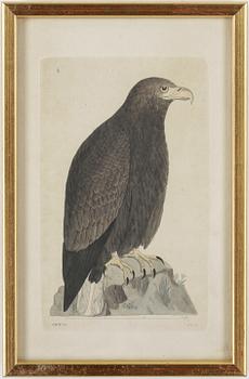 ZOOLOGISKA PLANSCHER, 5st, kolorerade gravyer, 1800-talets första hälft.