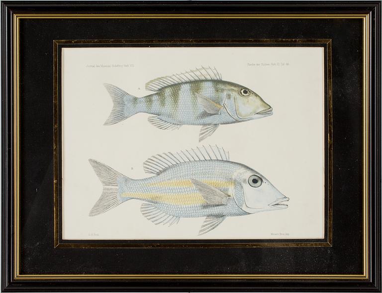 GRAVYRER, 3 st, handkolorerade, ur "Journal des Museum Godeffroy"  Heft. VII. resp. V.  1800-talets slut.