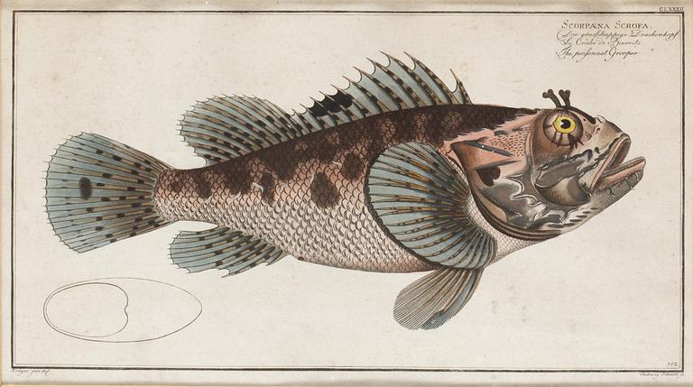 Ludwig Schmidt, "Scorpaena Scrofa", ur: "Allgemeine Naturgeschichte der Fische".