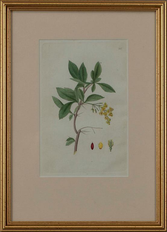 JOHAN WILHELM PALMSTRUCH, 4 st, handkolorerade kopparstick, 1800-talets början.