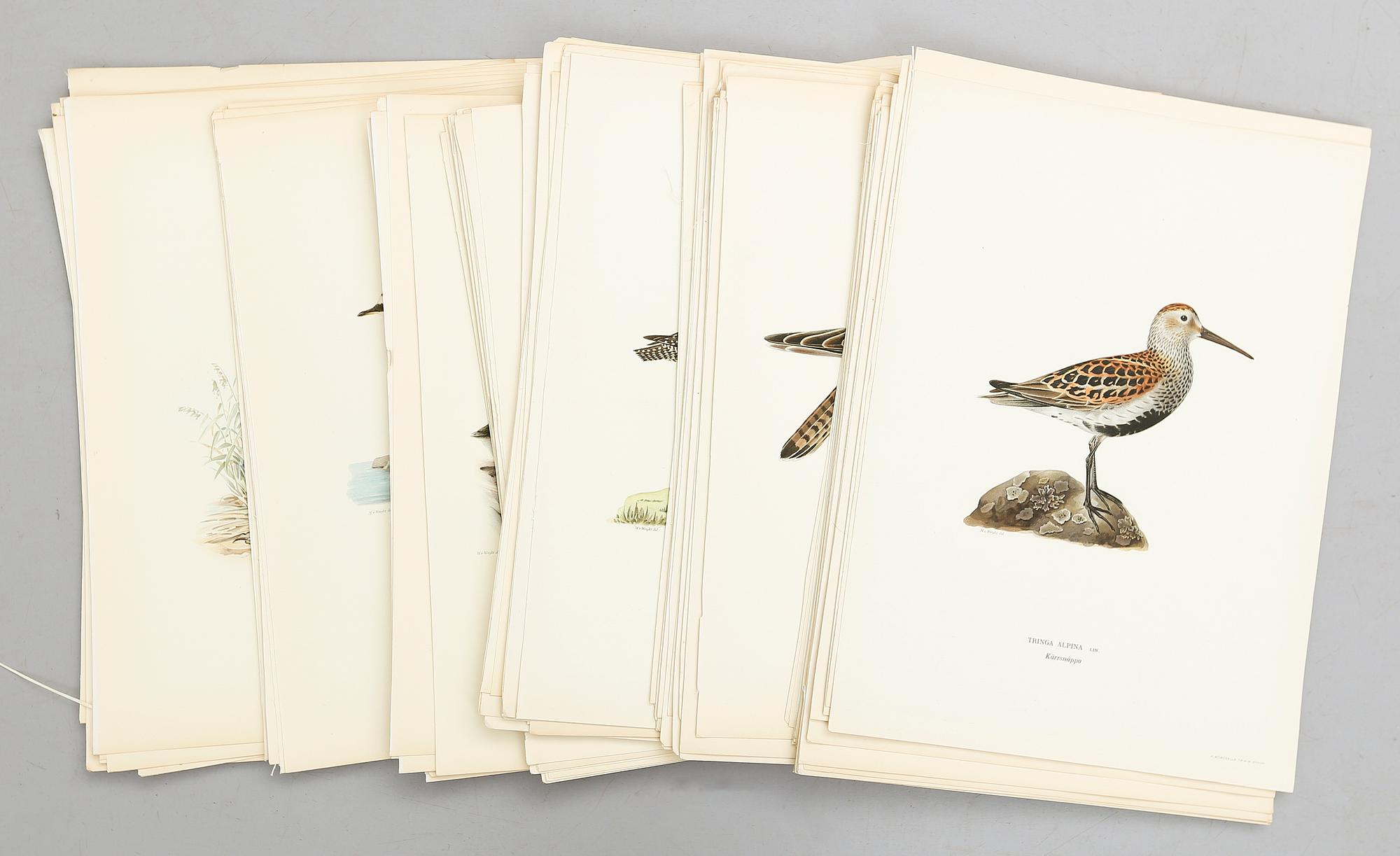 LITOGRAFISKA TRYCK, ca 200 st, ur von Wrights "Svenska fåglar", utgivna av A Börtzells, 1920-tal.