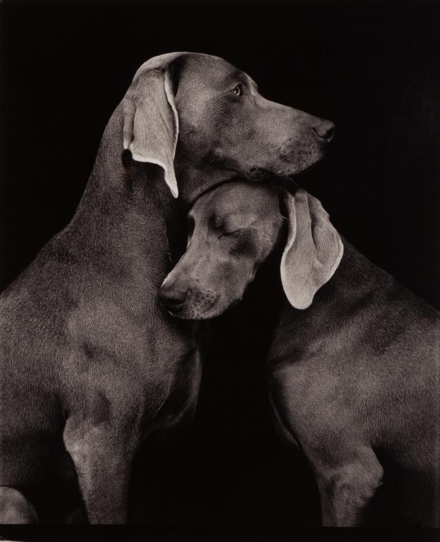 William Wegman, "Friends".