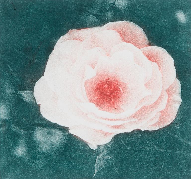 Melek Mazici, Untitled.