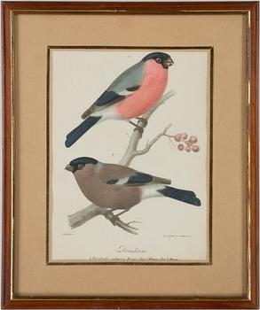 Magnus Körner · MAGNUS KÖRNER, handkolorerad gravyr, tryckt hos Gjöthström & Magnusson 1800-talets mitt.