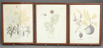 GRAVYRER, 10st, Botaniska planscher, 1700-tal/1800-talets första hälft.