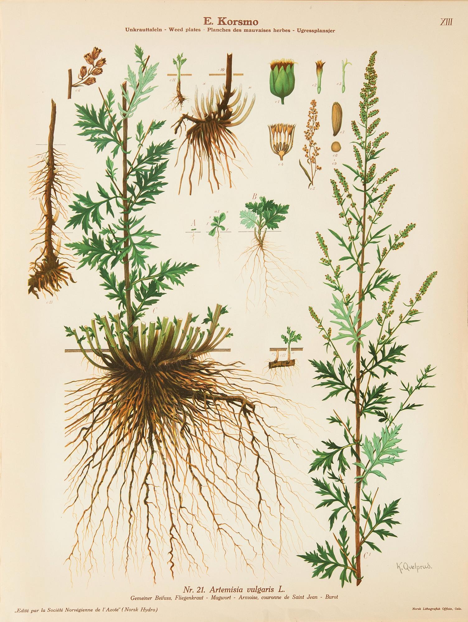 Emil Korsmo, 24 lithographic weed posters.