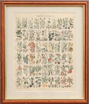 GRAFISKA BLAD, 4 st, 1800/1900-tal.