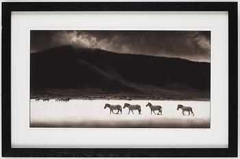 Nick Brandt, "Zebras Crossing Lake, Ngorongoro Crater, 2000".