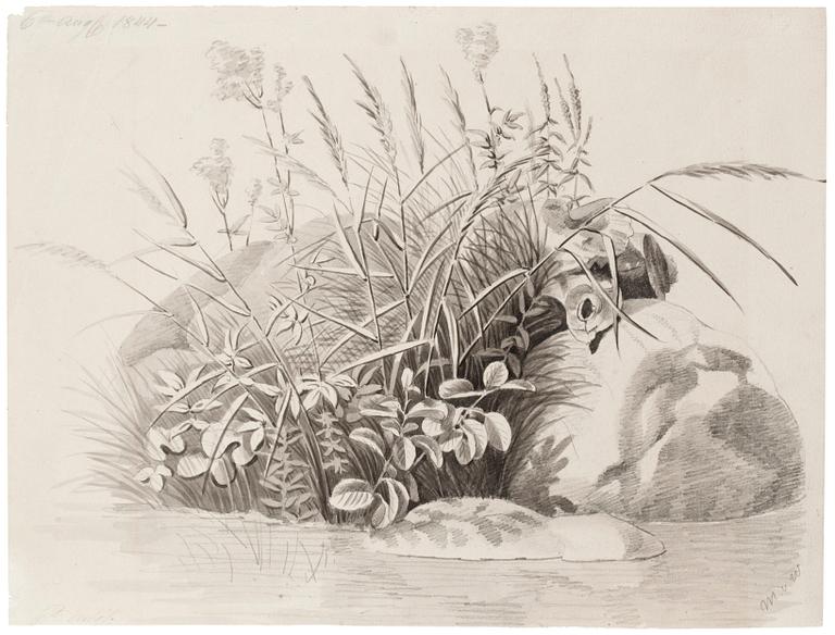 Magnus von Wright, Studie av strandvegetation; a tergo studie av bruksdamm.