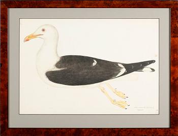 RUDBECK, OLOF D.Y, efter, 5 st, faksimil av fågelplanscher, 1900-talets andra hälft.