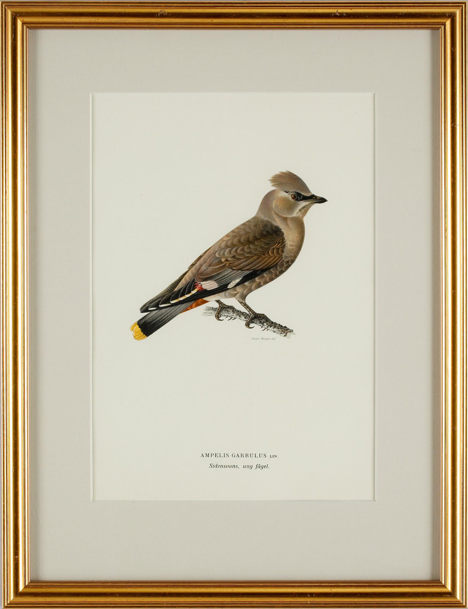 MAGNUS VON WRIGHT, litografiska tryck 4 st,