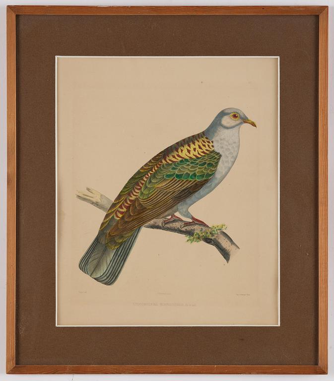A set of eight plates from "Iconographie des pigeons" by Charles Lucien Bonaparte.