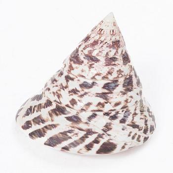 Firma Svenskt Tenn, shells 4 pcs, including one Nautilus shell with a brass mount.