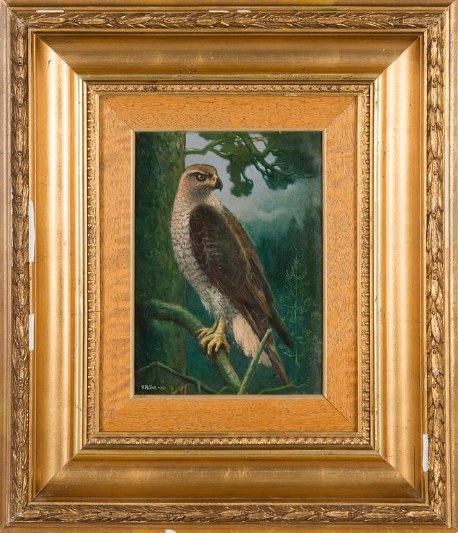 Reijo Meller, Hawk.