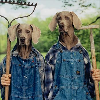 William Wegman, "Farm Days".