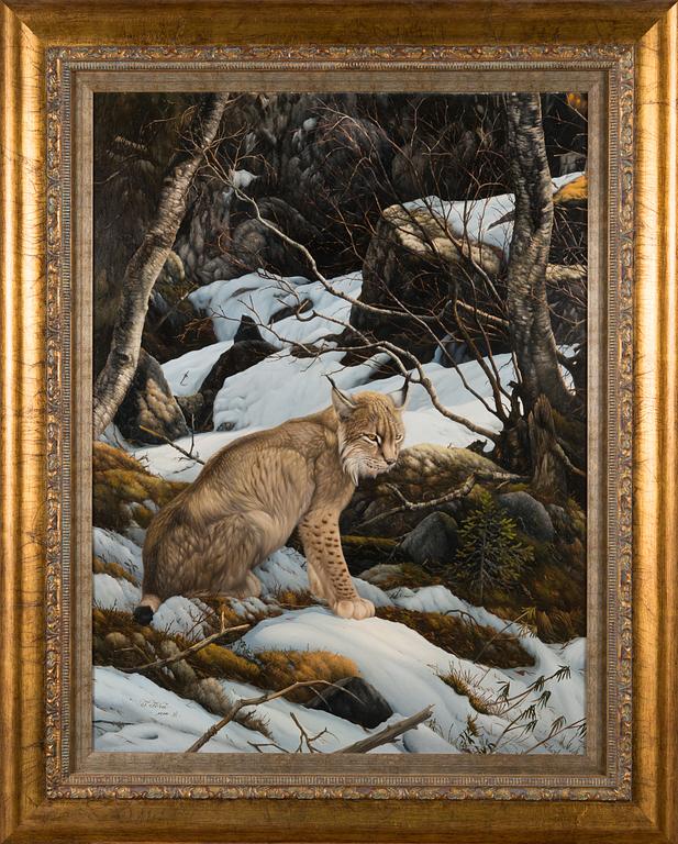 Teppo Terä, Lynx in winter landscape.