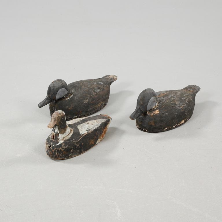 Three models of seabirds, the 20th century.