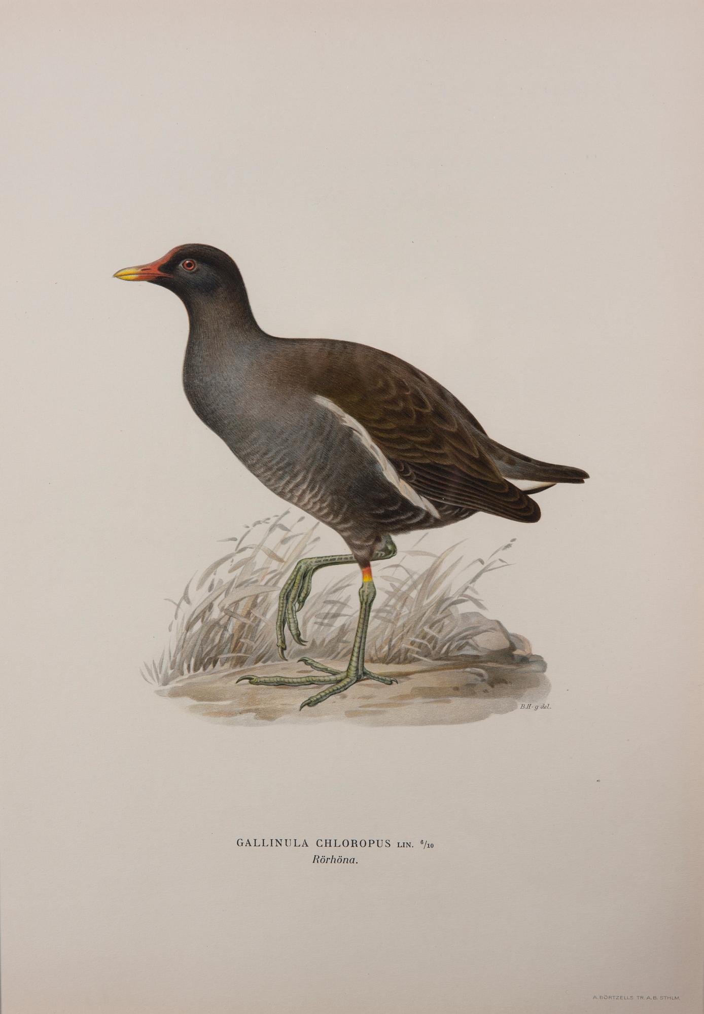 LITOGRAFIER, 6 st, efter von Wright, A. Börtzell, Stockholm.