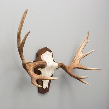 A 20th century hunting trophy.