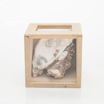 Juhani Harri, Tidsbox.