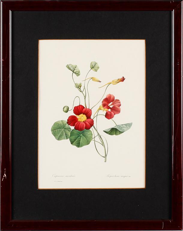 TAVLOR, 5 st, efter Redouté, tryck, 1900-talets andra hälft.