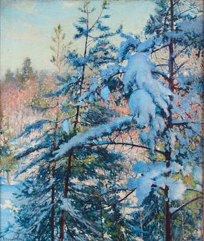 557. Robert Thegerström, Snow-laden pines.