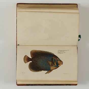 MARC ÉLIÉSER BLOCH (1723-1799), 6 vol, Ichthyologie ou Histoire Naturelle des Poissons, Berlin 1796.